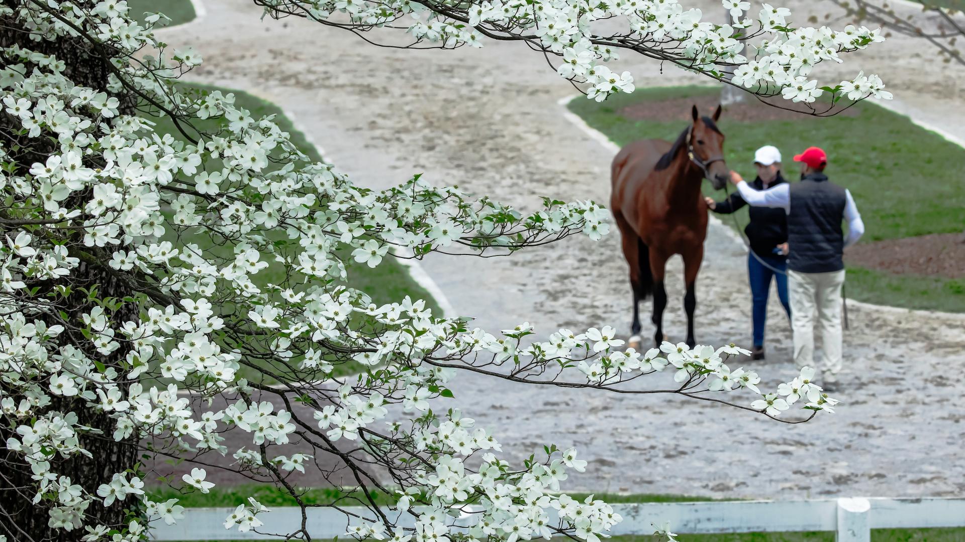 Keeneland November Horses Of Racing Age Sale Keeneland